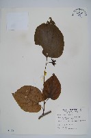 藏品(華八角楓)的圖片