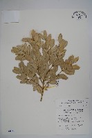 藏品(琉球黃楊)的圖片