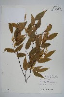 藏品(阿里山千金榆)的圖片