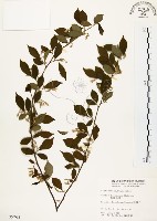 藏品(烏皮九芎、奮起湖野茉莉)的圖片