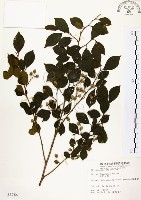 藏品(烏皮九芎、奮起湖野茉莉)的圖片