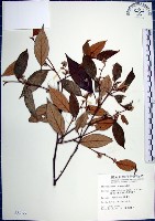 藏品(紅皮、葉下白、赤仔尾)的圖片