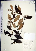 藏品(紅皮、葉下白、赤仔尾)的圖片