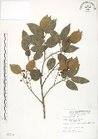 藏品(石朴)的圖片