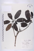 藏品(俄氏虎皮楠)的圖片