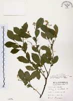 藏品(灰木)的圖片