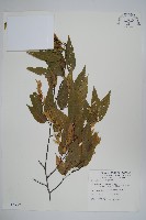 藏品(阿里山千金榆)的圖片