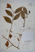 藏品(毛瓣蝴蝶木)的圖片