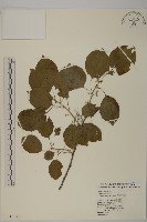 藏品(大葉南蛇藤)的圖片