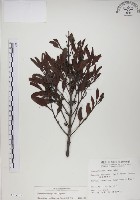 藏品(椆樹桑寄生, 大葉榿寄生)的圖片