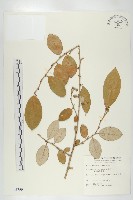 藏品(臺灣胡頹子)的圖片