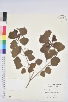 藏品(烏臼)的圖片