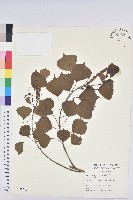 藏品(烏臼)的圖片