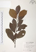 藏品(森氏紅淡比)的圖片