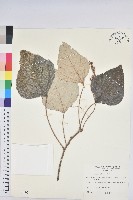 藏品(白匏子)的圖片