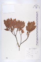 藏品(杜英、山杜英、蘭嶼杜英)的圖片