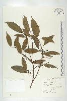 藏品(薯豆)的圖片