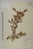 藏品(厚葉衛矛, 源一木)的圖片