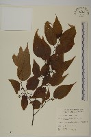 藏品(佩羅特木)的圖片