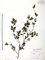 藏品(燈稱花、烏雞骨)的圖片