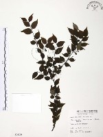 藏品(燈稱花、烏雞骨)的圖片