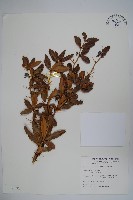 藏品(臺灣小蘗)的圖片