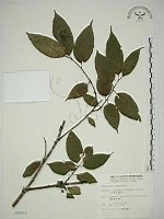 藏品(中原氏鼠李)的圖片