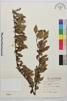 藏品(小葉鼠李)的圖片