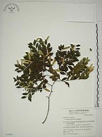 藏品(翼核木)的圖片