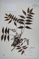 藏品(黃連木、爛心木)的圖片