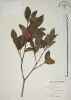 藏品(山黃梔)的圖片