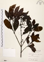 藏品(茜草樹)的圖片