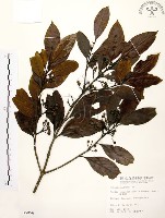 藏品(茜草樹)的圖片