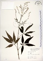 藏品(黃荊)的圖片