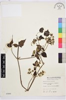 藏品(巴氏鐵線蓮)的圖片