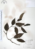 藏品(風藤)的圖片