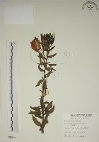 藏品(黃花月見草)的圖片