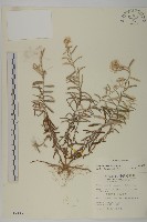 藏品(大籽當藥、巒大當藥)的圖片