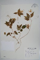 藏品(紫花鳳仙花)的圖片