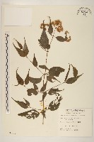 藏品(田代氏澤蘭)的圖片