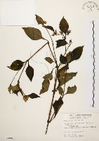 藏品(臺灣鱗球花)的圖片