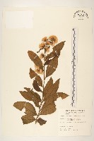 藏品(一枝香)的圖片