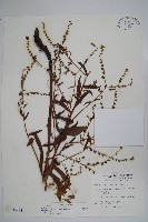藏品(琉璃草)的圖片