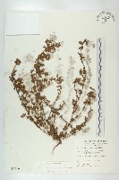 藏品(伯格草)的圖片