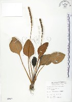 藏品(車前草)的圖片