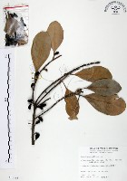 藏品(山欖、樹青)的圖片