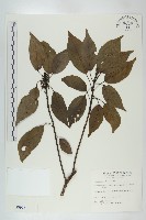 藏品(薯豆)的圖片