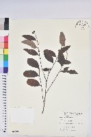 藏品(裡白饅頭果)的圖片