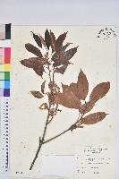 藏品(赤柯、赤椆、森氏櫟)的圖片