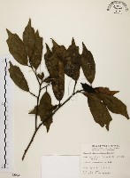 藏品(秀柱花)的圖片